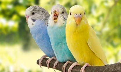 पक्षी पर निबंध - Essay on Birds in Hindi